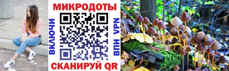 Купить закладки  Елизово  Галлюциногенные грибы Cubensis 